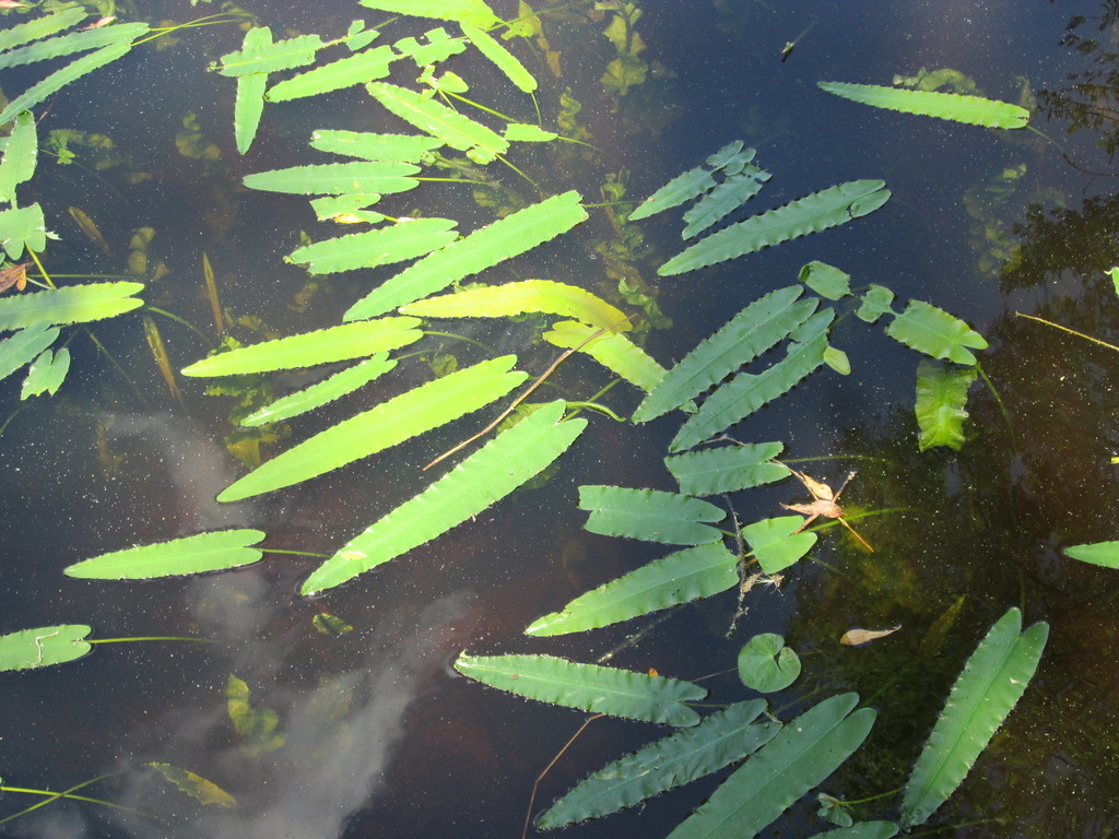 Arrow-leaved Water Lily