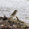 Hermit Thrush