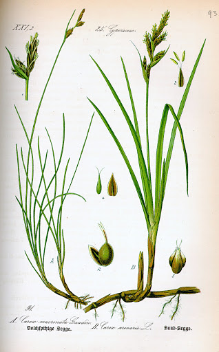 Carex arenaria