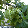 Hop Plant