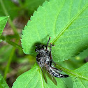 Robber Fly