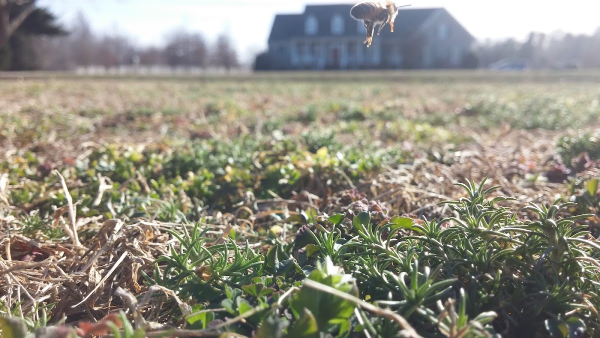 European Honey Bee