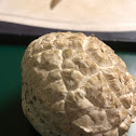 Western giant puffball