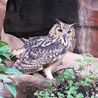 Indian eagle-owl / Rock eagle-owl