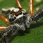 Two striped jumping spider(male)