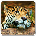 Animals Live Wallpaper mobile app icon