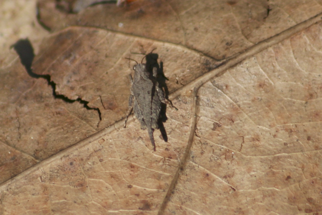 Hooded Grouse Locust