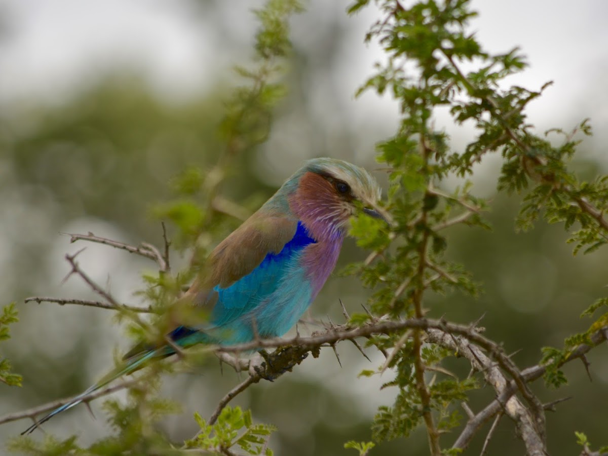 Lilac-Breasted Roller