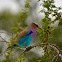 Lilac-Breasted Roller