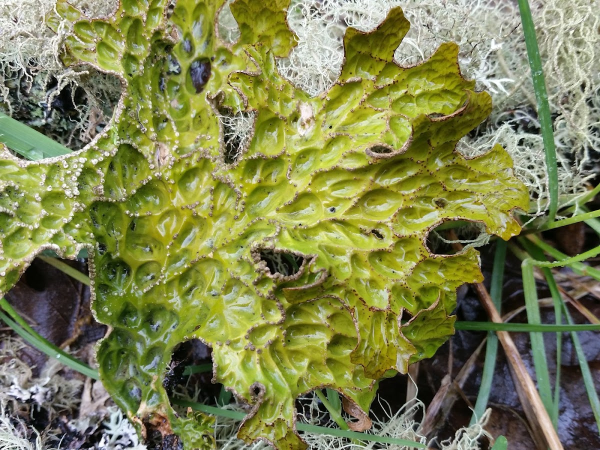 Tree lungwort lichen