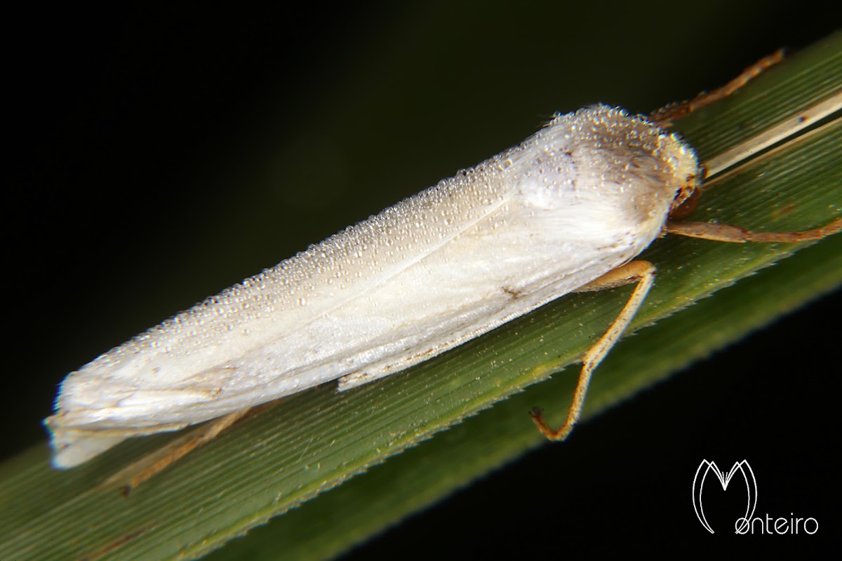 Agylla moth