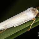 Agylla moth