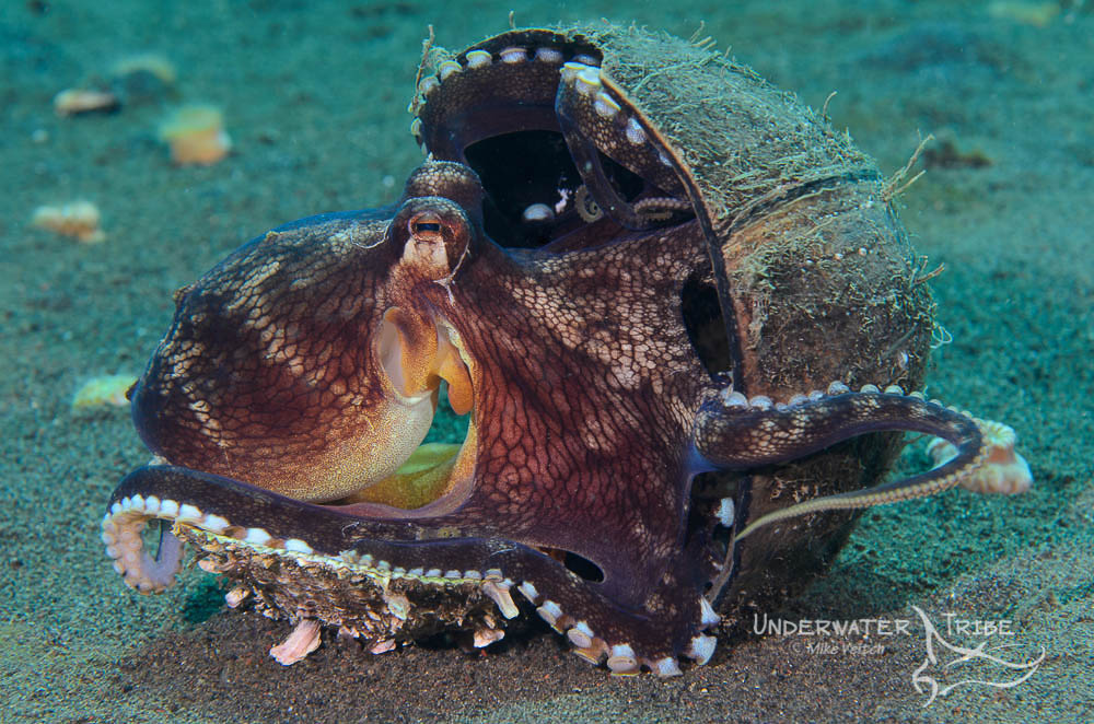 Diving Puri Jati Lovina, Bali Utara