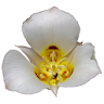 Utah Wildflowers icon