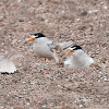 Least Tern