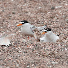 Least Tern