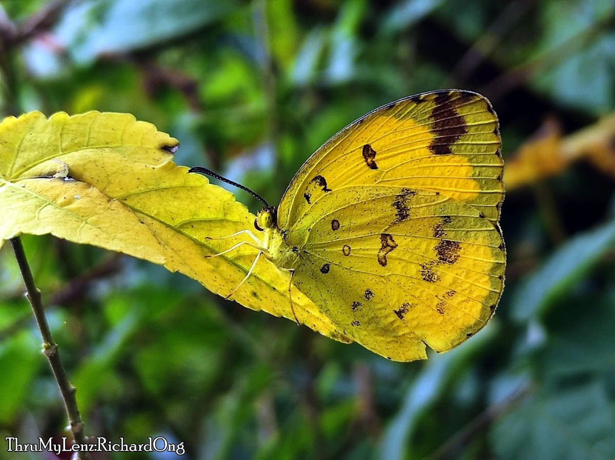 Three Spot Grass Yellow