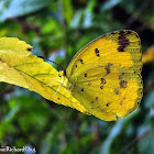 Three Spot Grass Yellow