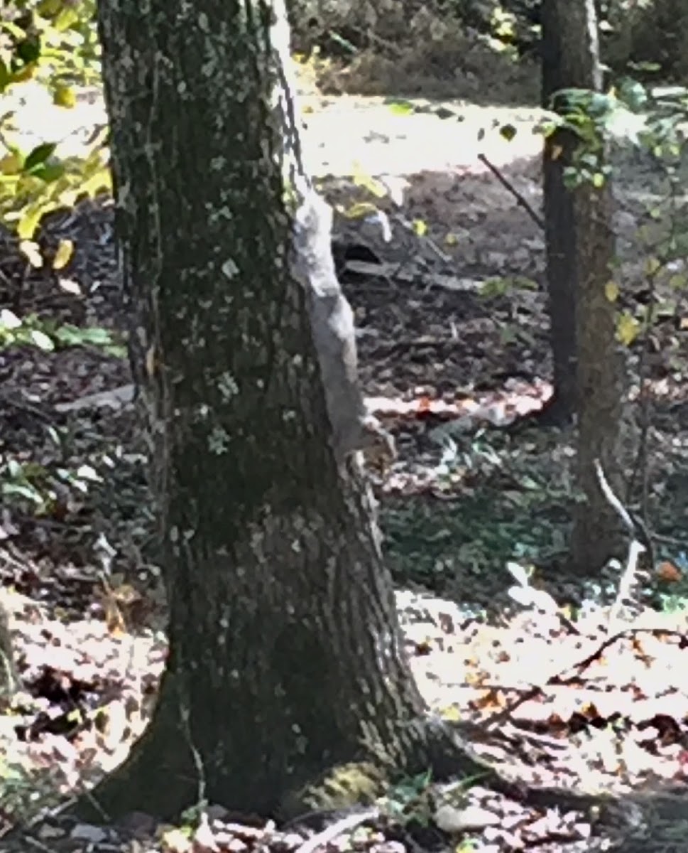 Eastern Gray Squirrel