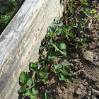 Indian mock-strawberries