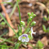 Thymeleaf Speedwell