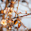 Almond Blossoms; Almendro en flor