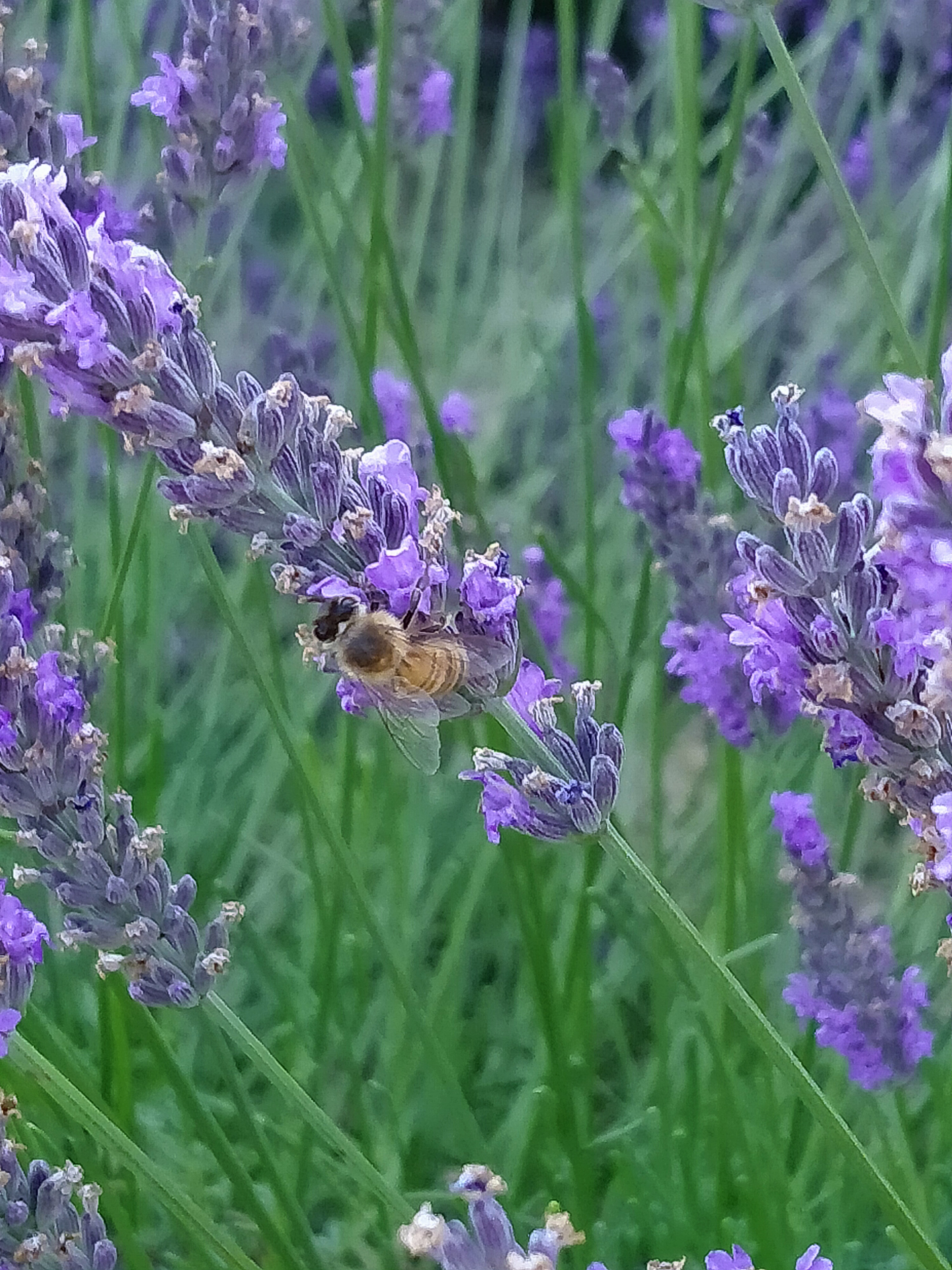 Ape su un fiore di lavanda di ombretta_pasi