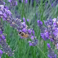 Ape su un fiore di lavanda di 