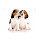 Beagle Wallpapers HD Theme