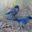 Woodhouse's scrub jay