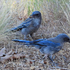 Woodhouse's scrub jay