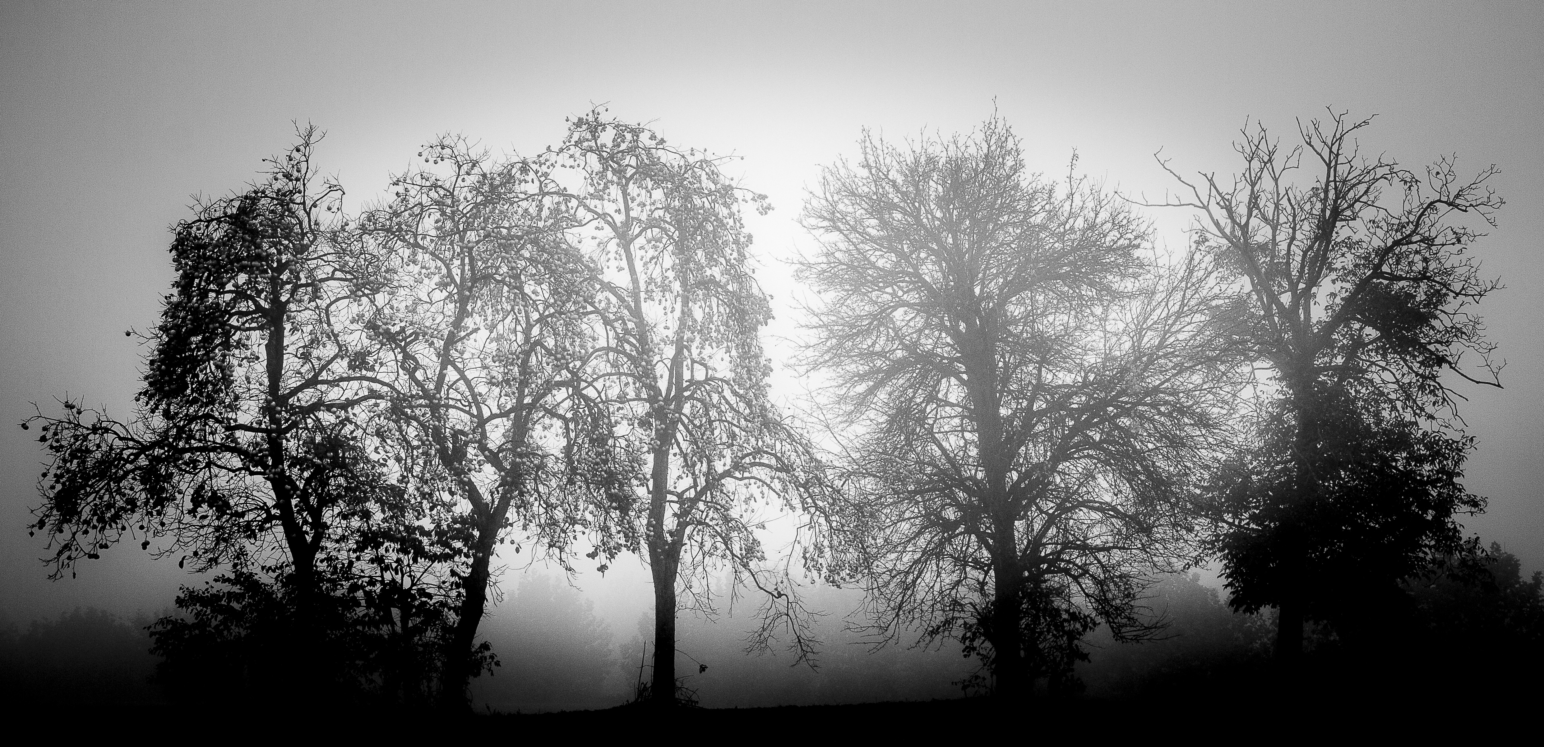 Alberi di alepava