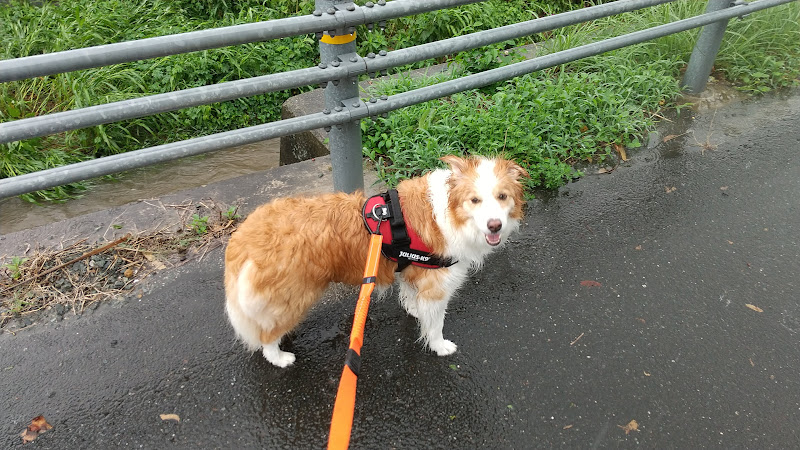 散歩で雨に降られた