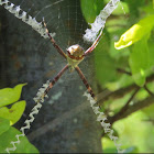 Silver argiope