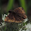 Juvenal's Duskywing