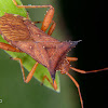 Leaf-footed bug