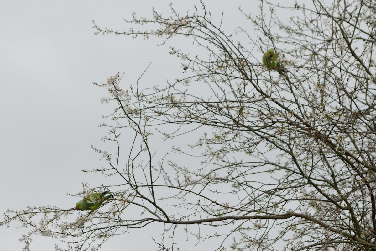 Ring Necked Parakeet