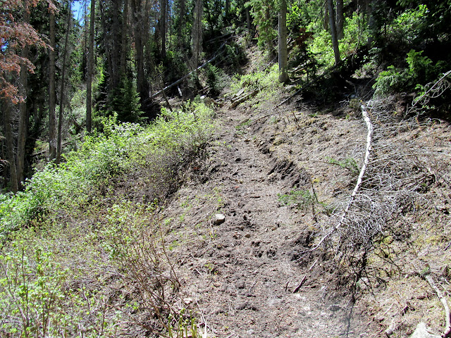 Newly-cut trail