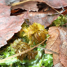 Sphagnum carolinianum