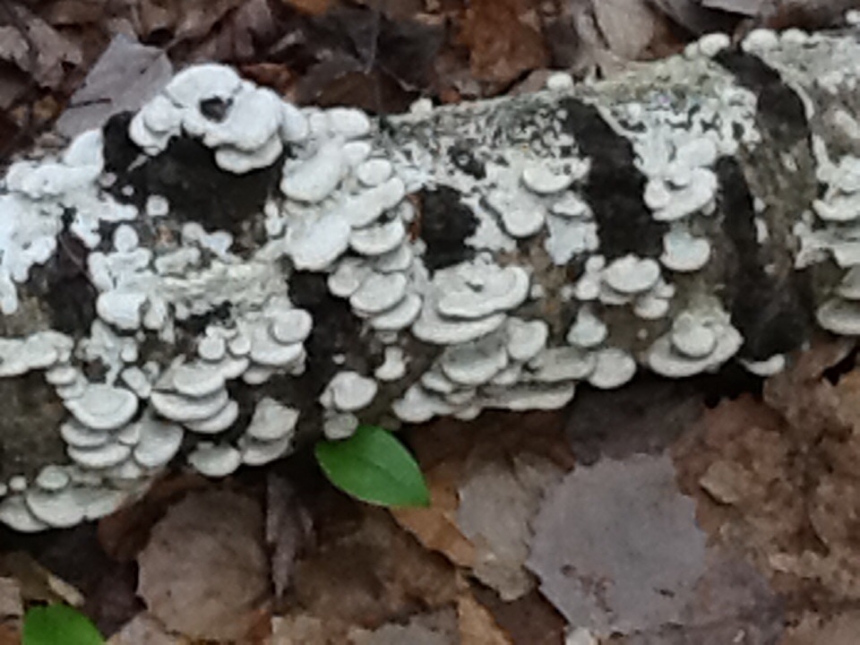 Oyster Mushroom