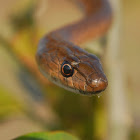 stout sand snake