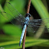 Blue Marsh Hawk