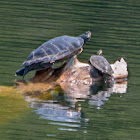 Northern Map Turtle, common map turtle