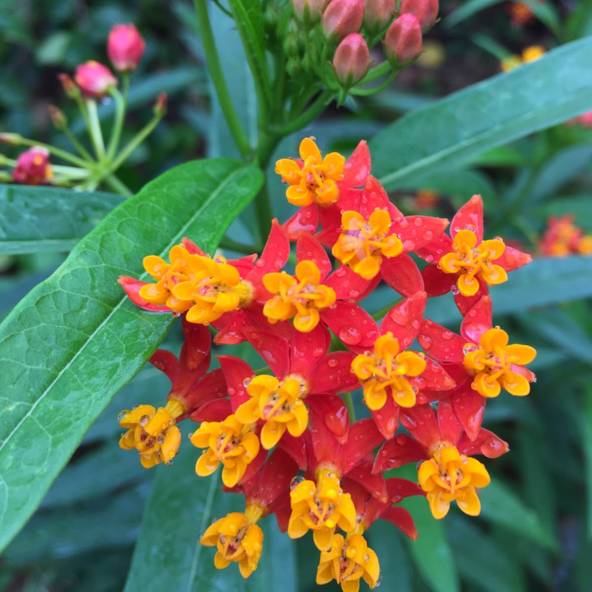 Milkweed, Blood Flower唐綿, トウワタ