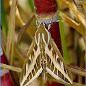 Striped Hawk-moth