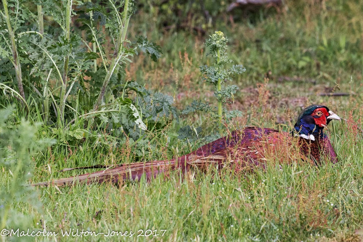 Pheasant