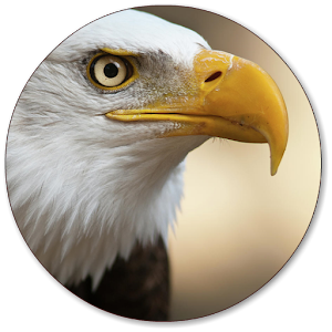 Eagle Wallpapers.apk 1.1
