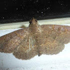 Erebid Moth