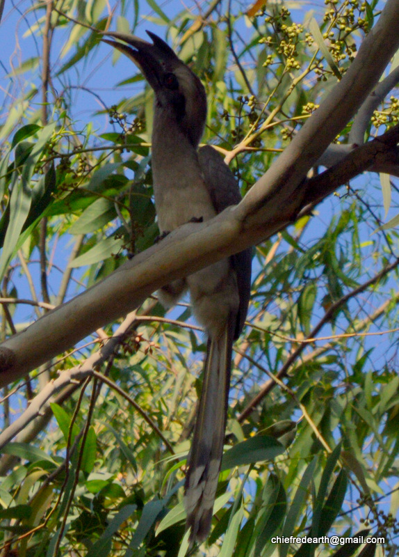 Indian grey hornbill