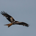 Red kite